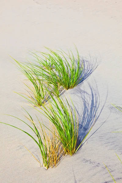 stock image Wind blown grass on sand dune