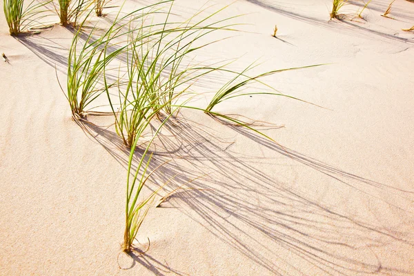 stock image Wind blown grass on sand dune