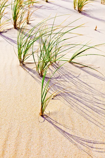 Szél fújt fű, a homok dűne — Stock Fotó