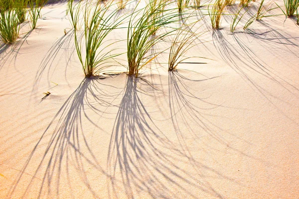 Viento soplado hierba en la duna de arena —  Fotos de Stock