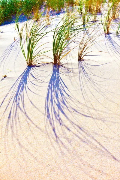Gazon soufflé par le vent sur une dune de sable — Photo