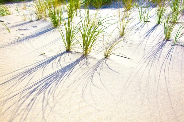 Vento soprado grama na duna de areia — Fotografia de Stock