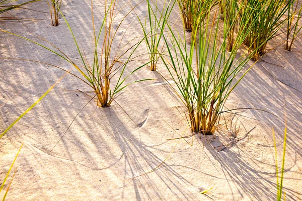 stock image Wind blown grass on sand dune