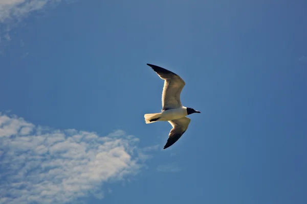 Seagull is vliegen — Stockfoto