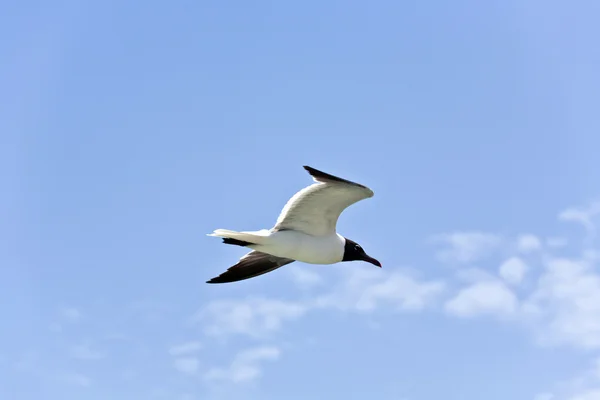 カモメの飛行 — ストック写真