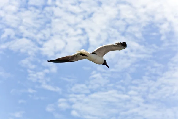 Летающие чайки — стоковое фото