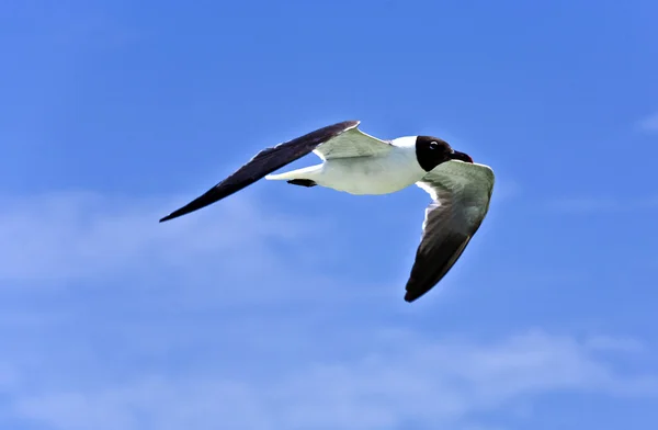 Летающие чайки — стоковое фото