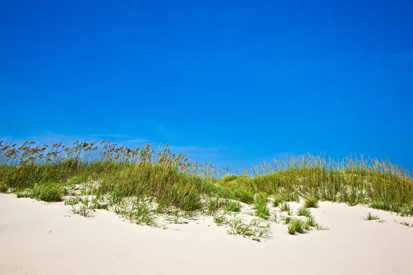 Gräs på en strand under stormiga säsongen — Stockfoto