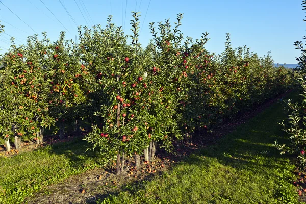 Ağaç dalında olgun elmalar — Stok fotoğraf