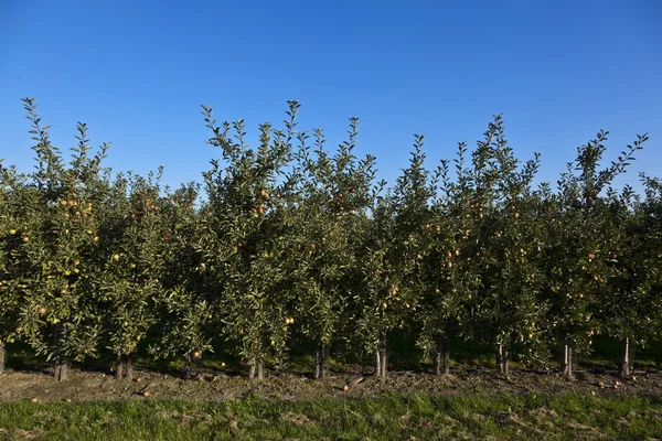 Dojrzałe jabłka na gałęzi drzewa z błękitnego nieba — Zdjęcie stockowe