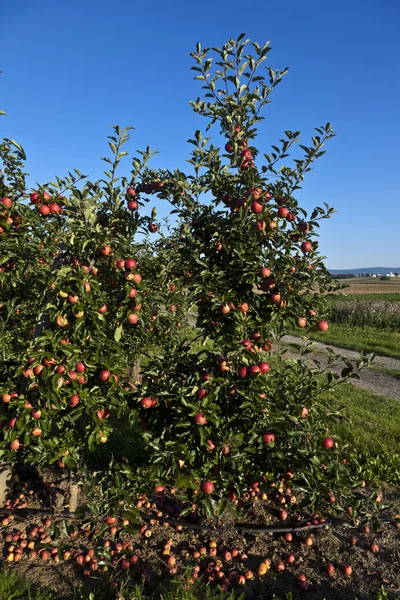 Зрізати яблука на гілці дерева з блакитним небом — стокове фото