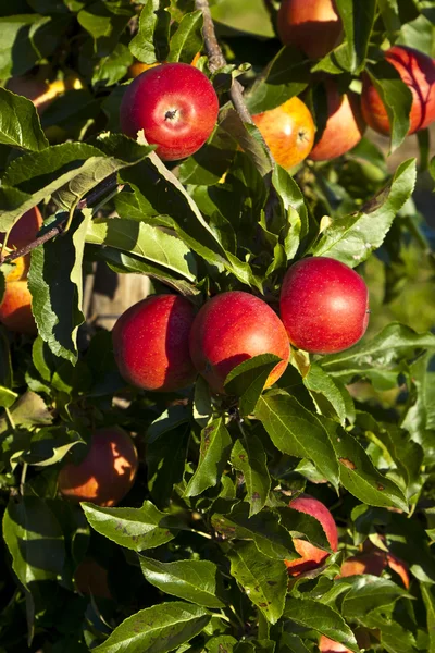 Спелые яблоки на ветке дерева — стоковое фото