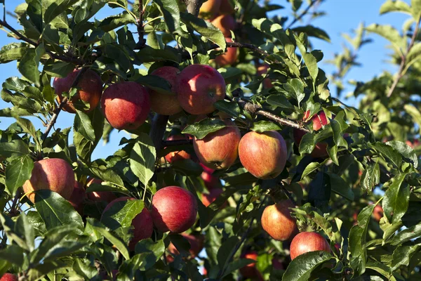 Dojrzałe jabłka na gałęzi drzewa z błękitnego nieba — Zdjęcie stockowe