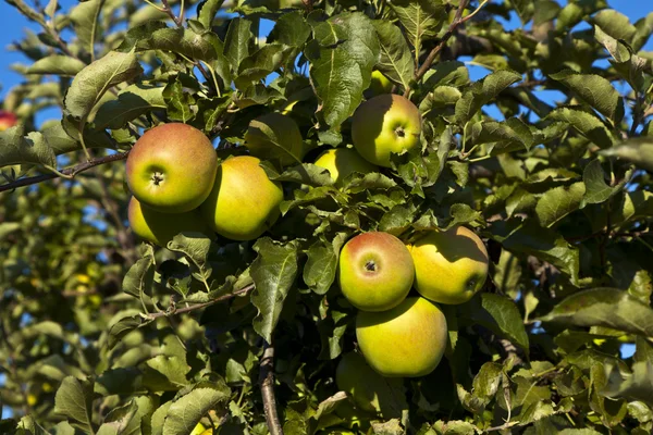 Rijpe appels op een boomtak — Stockfoto