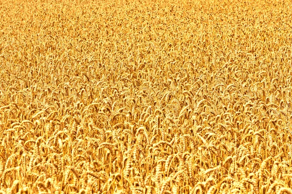 Dojrzałe żółte kłosy pszenicy — Zdjęcie stockowe