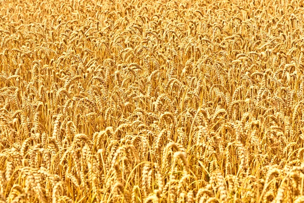 Pere gialle mature di grano — Foto Stock