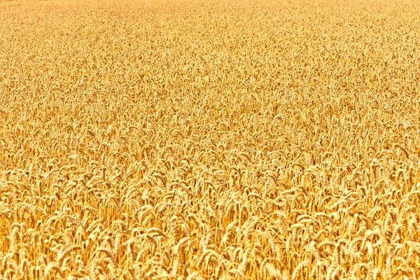 Ripe yellow ears of wheat — Stock Photo, Image