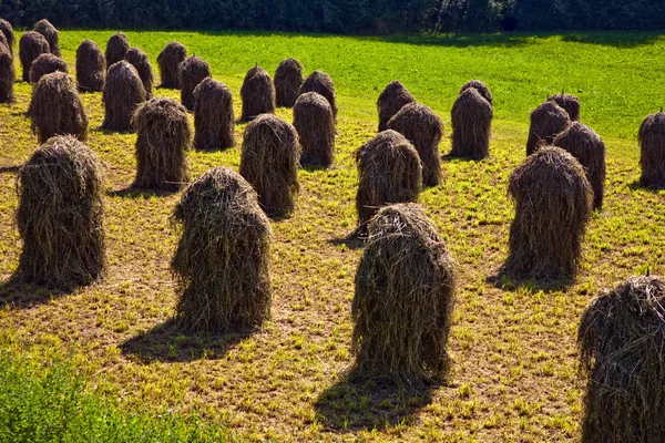 Свежая пахнущая трава скрепляется для сушки — стоковое фото