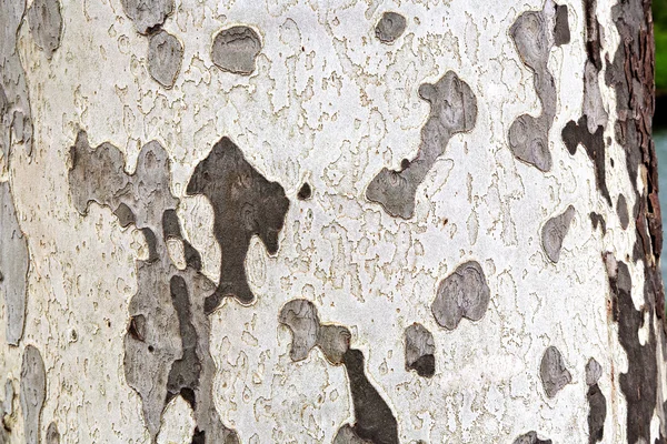 Pattern of bark on tree — Stock Photo, Image