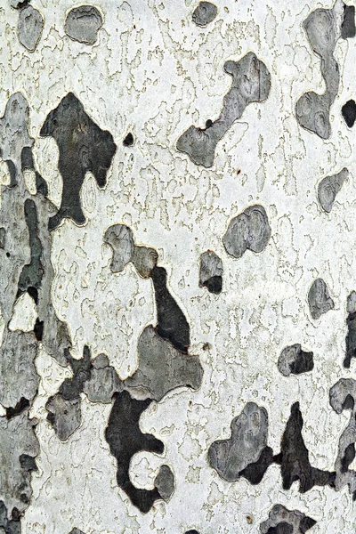 stock image Pattern of plane bark on tree