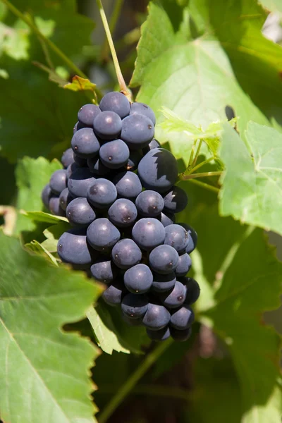 stock image Grapes prosper well at the housewall