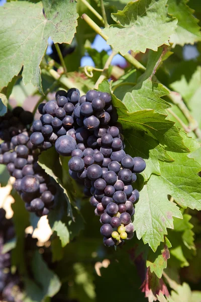 Grapes prosper well at the housewall — Stock Photo, Image