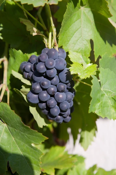 stock image Grapes prosper well at the housewall