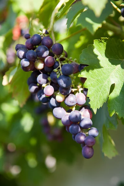 Grapes prosper well at the housewall — Stock Photo, Image