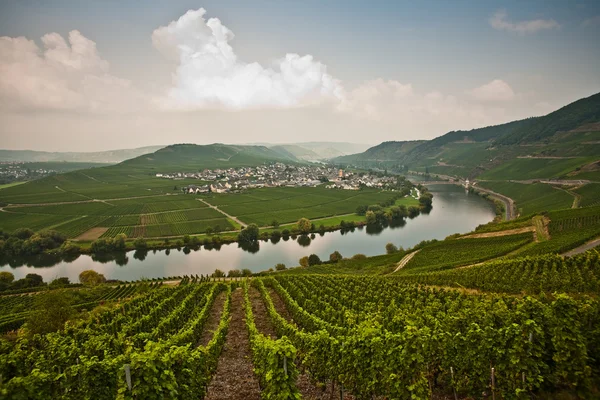 World famous sinuosity at the river Mosel near Trittenheim — Stock Photo, Image