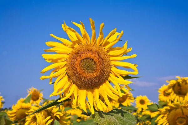 Zonnebloemen in het veld — Stockfoto