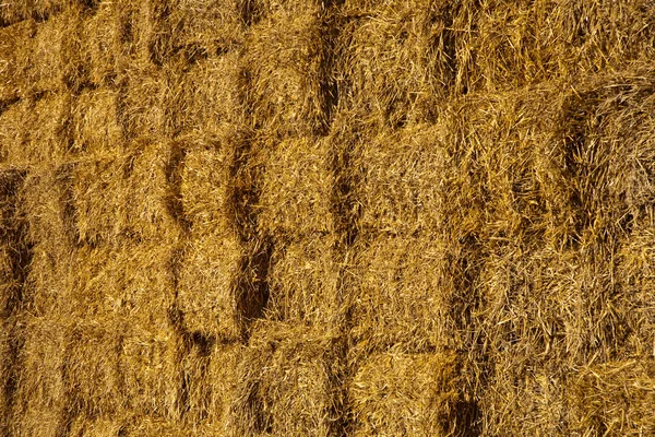 stock image Bale of straw in automn in intensive colors