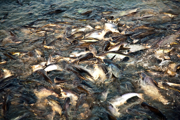 Catfish in the river