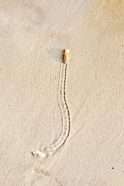 Worm at the fine sandy beach — Stock Photo, Image