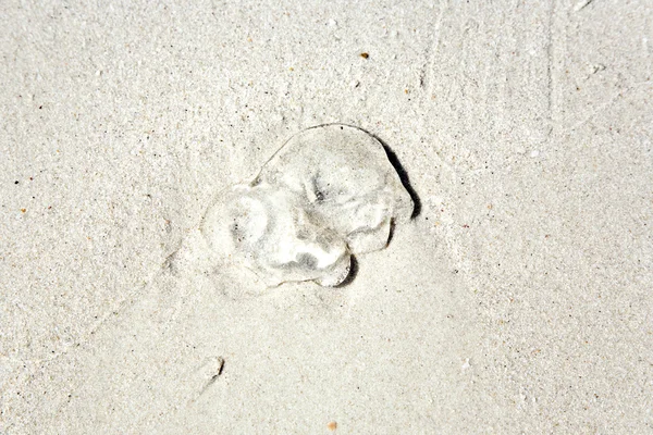 Jelly fish at the beach in fine sand — Stock Photo, Image