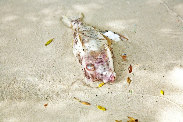 ปลาตายนอนอยู่ที่ชายหาดที่สวยงาม — ภาพถ่ายสต็อก