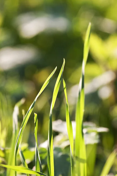 Strukturerad gräs med dagg i morgonljuset — Stockfoto