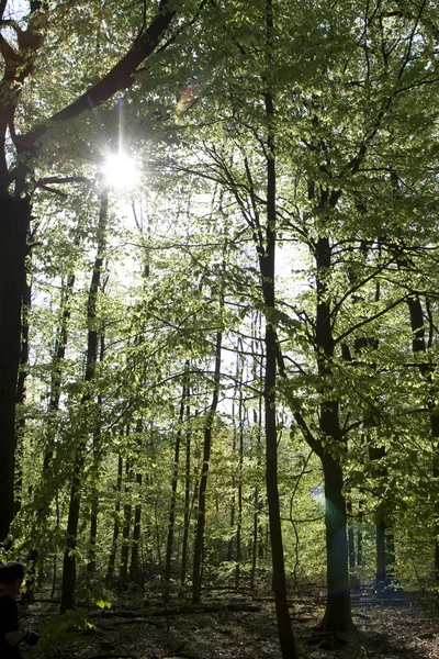Hoja en el bosque en detalle —  Fotos de Stock
