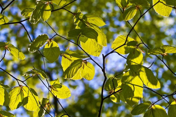 Листья дерева в деталях — стоковое фото