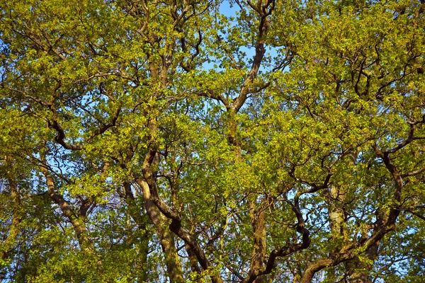 Kroon van een boom in de ochtend licht — Stockfoto