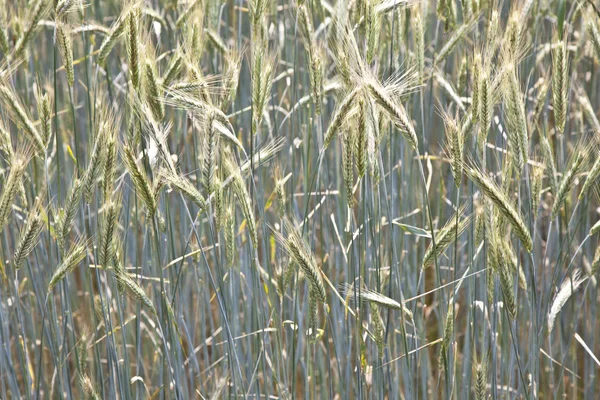 Pattern of wheat in the field in springtime — Stock Photo, Image