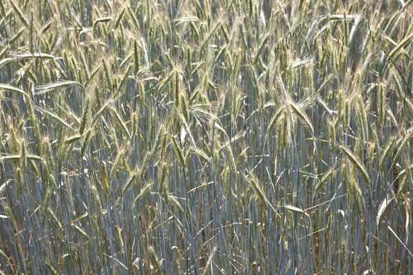 Weizenmuster auf dem Feld im Frühling — Stockfoto