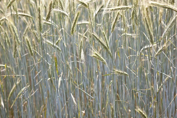 Pattern of wheat in the field in springtime — Stock Photo, Image