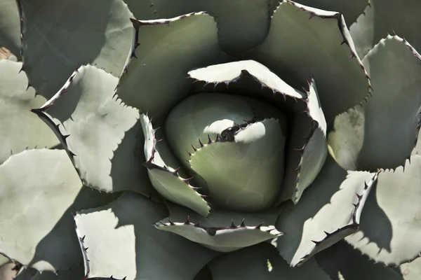 stock image Cactus in detail