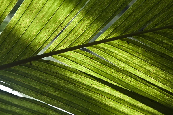Пальмовые листья в деталях — стоковое фото