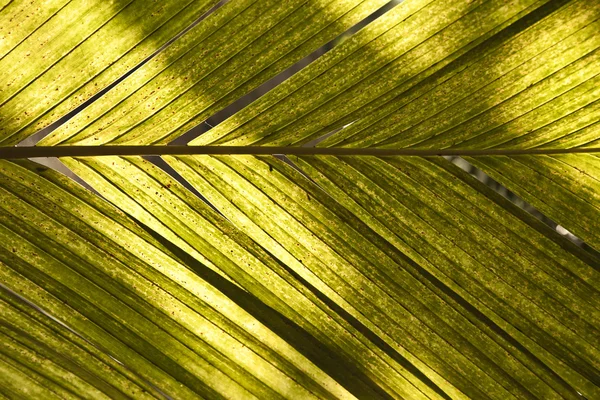 Folhas de palma em detalhe — Fotografia de Stock