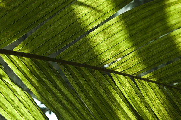 Liści palmowych szczegółowo — Zdjęcie stockowe