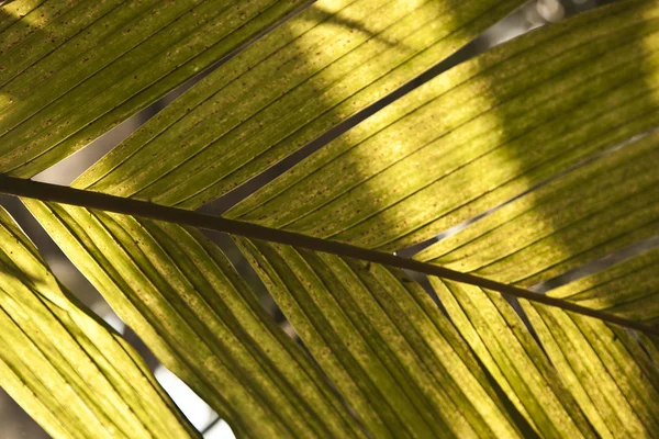 Liści palmowych szczegółowo — Zdjęcie stockowe