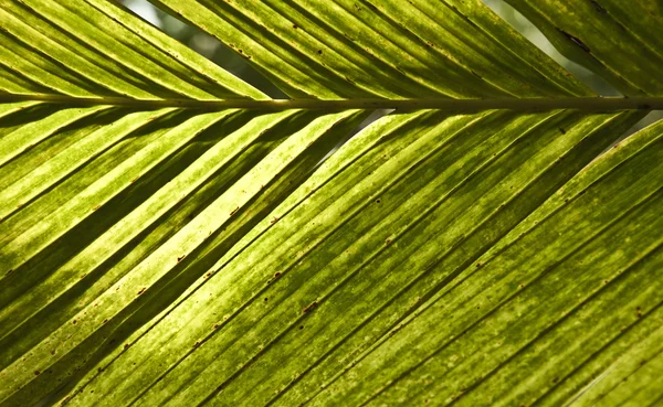 Пальмового листя в деталях — стокове фото