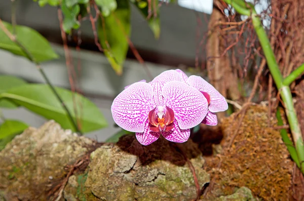Orchideeën in de botanische tuin — Stockfoto
