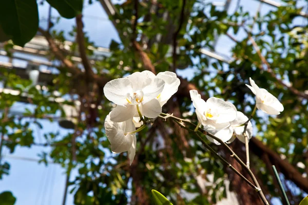 Orquídeas no jardim botânico — Fotografia de Stock